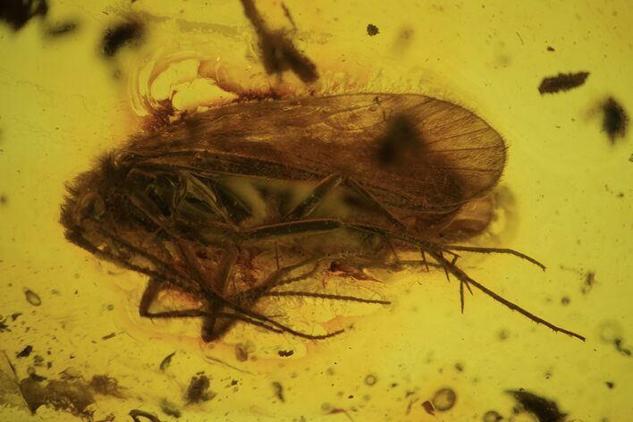Detailed Fossil Caddisfly (Trichopterae) In Baltic Amber #87239